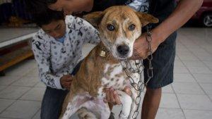 Vaksinasi-rabies-untuk-anjing-di-Denpasar-Barat.jpg