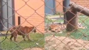 Viral-Video-Harimau-Kurus-di-Taman-Rimba-Jambi-Faktor-Usia-Jadi-Penyebab-Dokter-Harap-Memaklumi.jpg