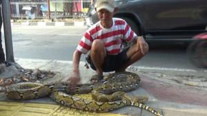 Warga-lepaskan-ular-piton-agar-pemotor-tak-naik-trotoar.jpg