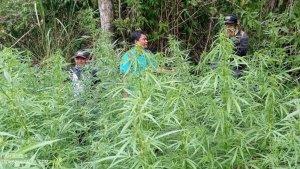 an-ladang-ganja-di-Taman-Nasiov.jpg