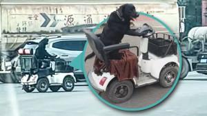 anjing-cerdas12222.jpg