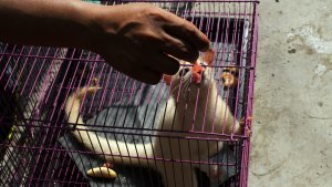 bbksda-riau-amankan-satwa-dilindungi_20170223_203404.jpg