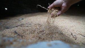 biomassa-sawdust.jpg