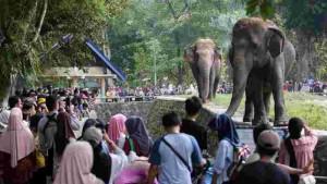 edukasi-night-at-ragunan-zoo.jpg