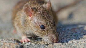foto-ilustrasi-tikus.jpg