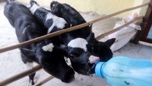 geliat-peternak-sapi-perah-pondok-ranggon-di-masa-pandemi_20201125_202629.jpg