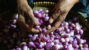 harga-bawang-merah-turun-ke-rp-68100-per-kg_20240429_183008.jpg