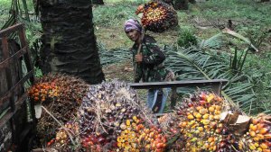 harga-tbs-kelapa-sawit-naik_20210917_200515.jpg