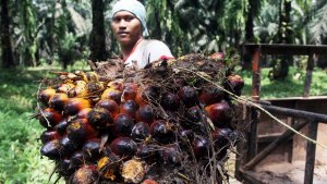 harga-tbs-kelapa-sawit-naik_20210917_200517.jpg