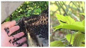 i-invasi-lovebugs-di-Korea-Selatan-Sejum.jpg