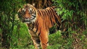 ilustrasi-harimau-sumatera.jpg