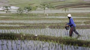 ilustrasi-petani-di-sawah-1102025.jpg