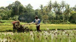 ilustrasi-petani-menggarap-sawah.jpg