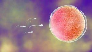 ilustrasi-sperma-dan-sel-telur-ooi.jpg
