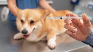 ilustrasi-vaksin-rabies-007.jpg
