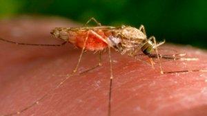kasus-malaria-di-texas-florida-nyamuk.jpg