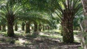 kebun-sawit233.jpg