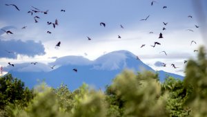 kelelawar-di-gampong-jawa-aceh_20160716_185130.jpg