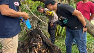 kerangka-manusia-di-dalam-pohon-aren.jpg
