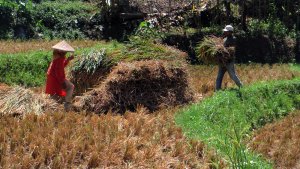 keringnya-irigasi-petani-sindangkerta-panen-padi-lebih-awal_20200727_221841.jpg