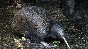 kiwi-bird-burung-kiwi.jpg