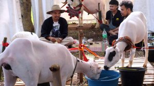 kontes-domba-pada-pencanangan-serbu-domba-kota-bandung_20240528_221242.jpg