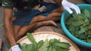 kratom-petani-5654.jpg