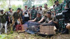 ksad-maruli-simanjuntak-lepas-liar-satwa-dilindungi.jpg