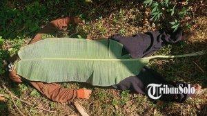mayat-daun-pisang.jpg