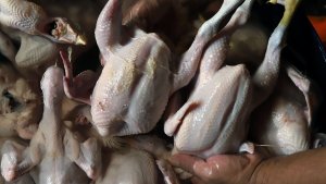 mendekati-h-lebaran-harga-daging-ayam-naik-cukup-tinggi_20200523_220919.jpg