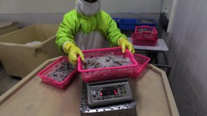 mengintip-pabrik-pengolahan-udang-beku-di-situbondo_20180319_223439.jpg