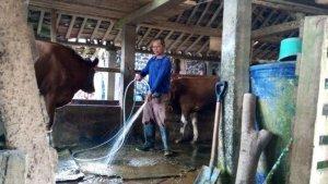 mengolah-biogas-dari-kotoran-ternak-sapi-ok.jpg