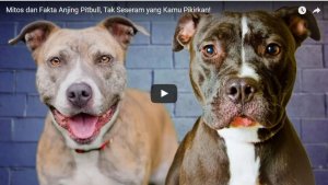 mitos-dan-fakta-anjing-pitbull-tak-seseram-yang-kamu-pikirkan_20170807_141104.jpg