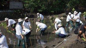 ngrove-ditanam-di-Cemare-Eco-Green.jpg