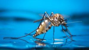 nyamuk-aedes-aegypti-vektor-pembawa-virus-dengue12.jpg