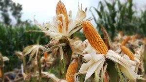 panen-jagung-serentak_1.jpg