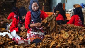pemerintah-rencana-kenaikan-tarif-cukai-hasil-tembakau_20231227_184818.jpg