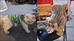 pemudik-ke-lampung-bawa-kucing.jpg