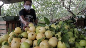 permintaan-jambu-biji-merah-menurun-saat-pandemi-covid-19_20210215_190619.jpg