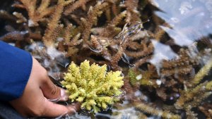 pertamina-tanam-ratusan-terumbu-karang-di-bangsring-underwater_20231015_193221.jpg