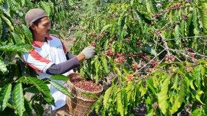petani-kopi-tanggamus-lampung.jpg