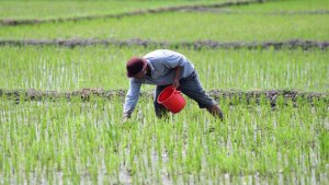 petani-melakukan-pemupukan-padi-dengan-pupuk-urea-dan-npk_20221001_141653.jpg