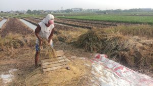 petani-padi-metontokan-gabah-usai-panen_20210819_102756.jpg
