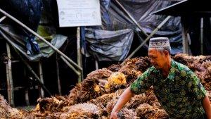 petani-tandan-kosong-tankos-kelapa-sawit.jpg