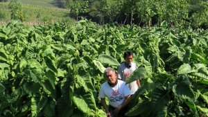 petani-tembakau-sumedang-siap-panen-tembakau-istimewa_20201021_191011.jpg