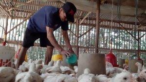 peternak-ayam-di-karanganyar.jpg