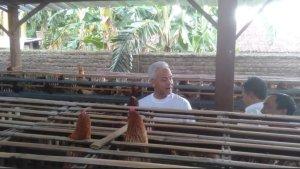peternakan-ayam-petevv.jpg