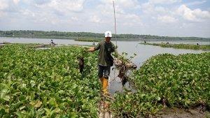pitoyo-mengambil-eceng-gondok-di-waduk-cengklik.jpg
