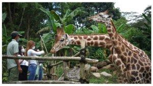 promo-taman-safari-bogor-akhir-tahun.jpg