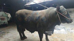 sapi-kurban-jokowi-jogja.jpg
